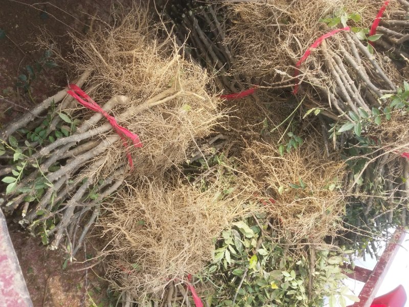 大红袍花椒苗，河南基地自销全国可发货，规格齐全