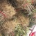 大红袍花椒苗，河南基地自销全国可发货，规格齐全