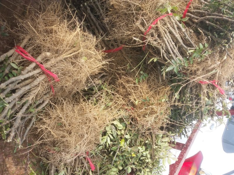 大红袍花椒苗，河南基地自销全国可发货，规格齐全