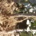 大红袍花椒苗，河南基地自销全国可发货，规格齐全