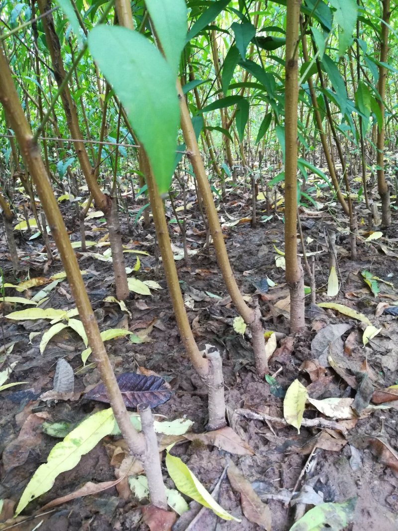 血桃树苗5月尾成熟，果肉血红，肉质脆甜，离核多汁