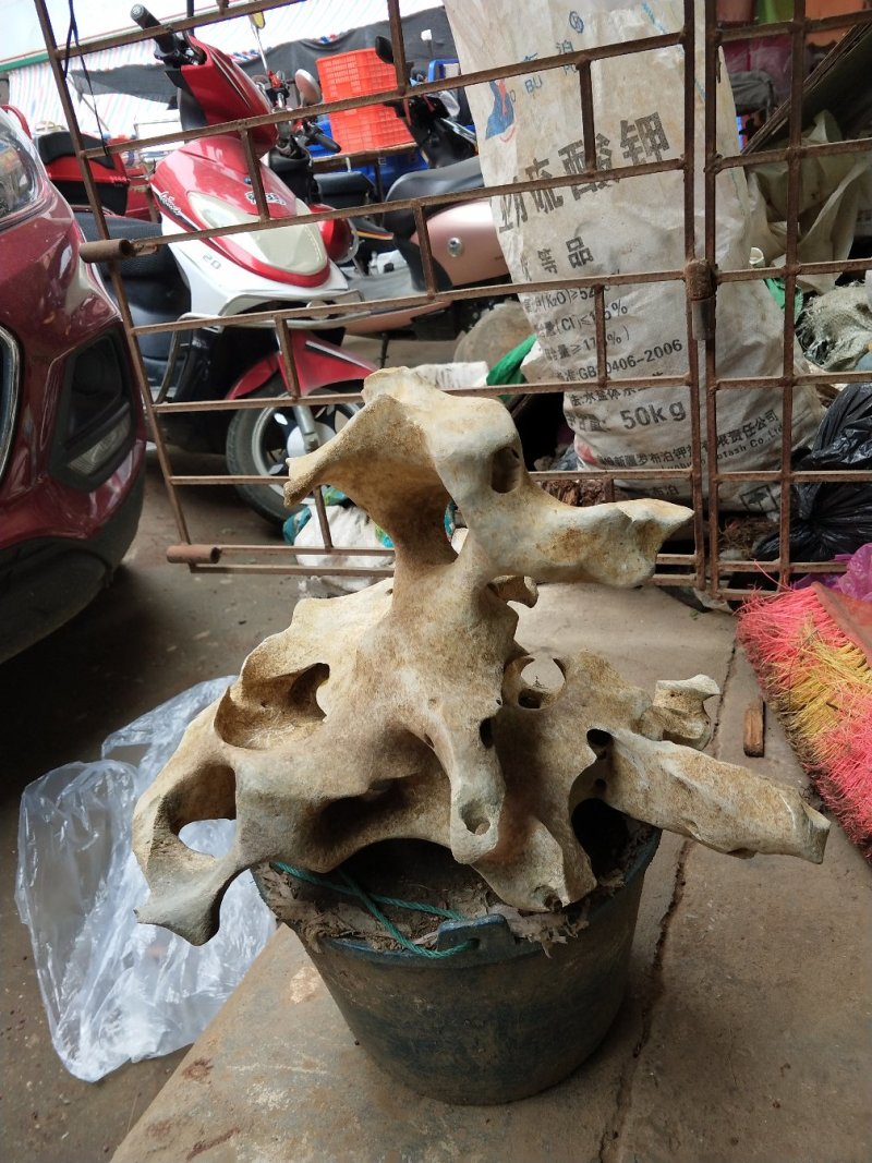 刚刚出土的，漂亮石斛，