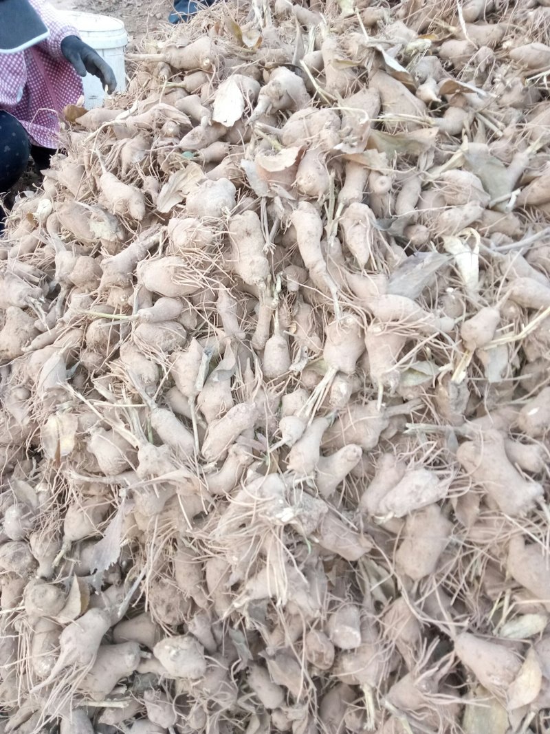 改良白术基地
