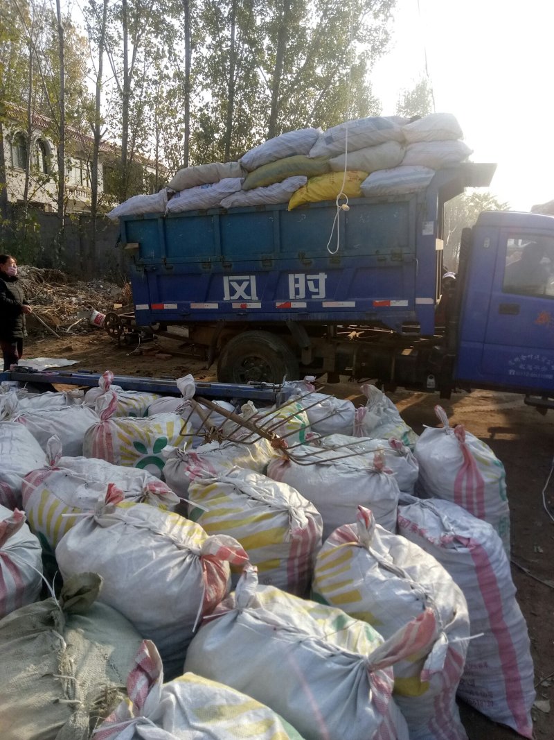 改良白术基地