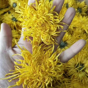 金丝皇菊茶