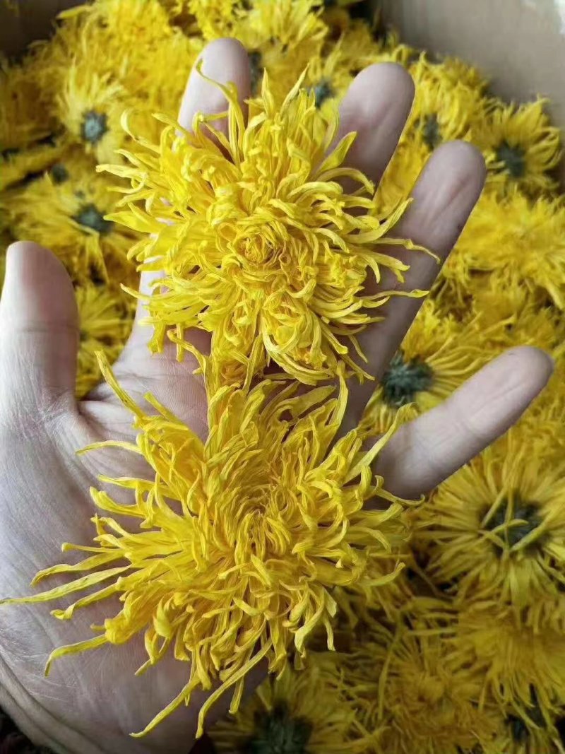 金丝皇菊茶