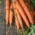 三红胡萝卜，3两以上，15公分以上带土，货源充足