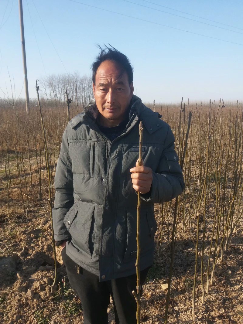 秋月梨树苗河南周口梨树苗货源根系发达品种保证