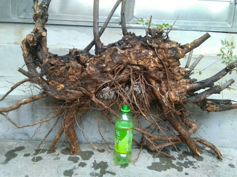 黄荆盆景
