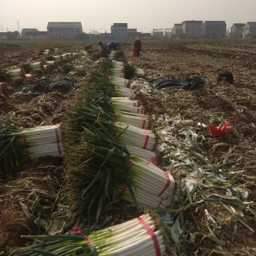 优质长白，钢葱，大葱，五指葱大量上市，产地直销