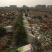 优质长白，钢葱，大葱，五指葱大量上市，产地直销