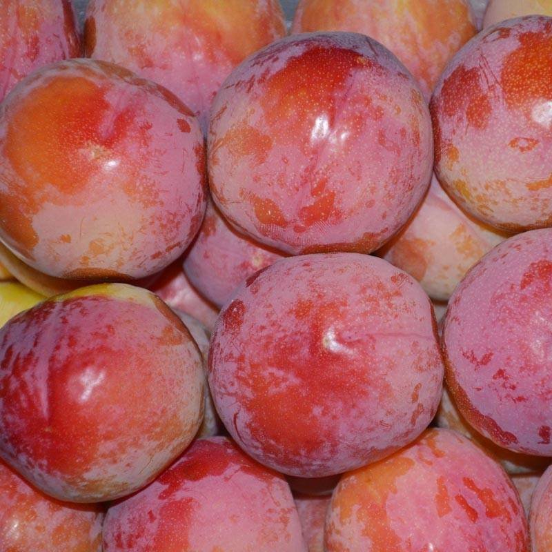 蜂糖青脆李子树苗，基地直供，包技术指导，可签定合同
