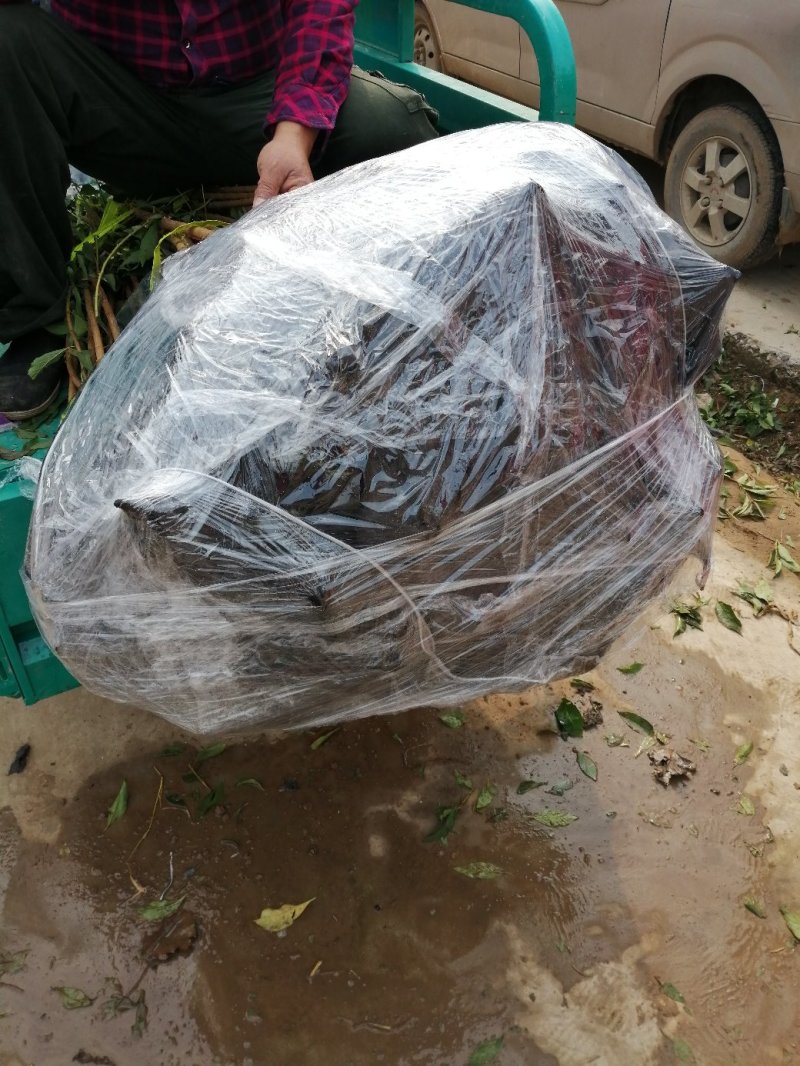 蜂糖青脆李子树苗，基地直供，包技术指导，可签定合同