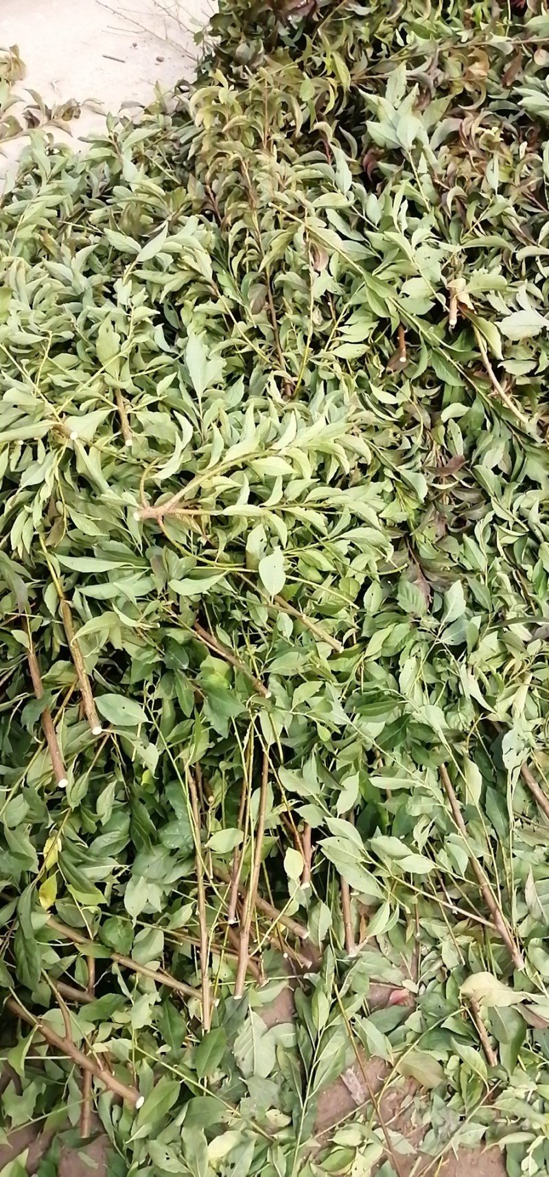 蜂糖青脆李子树苗，基地直供，包技术指导，可签定合同