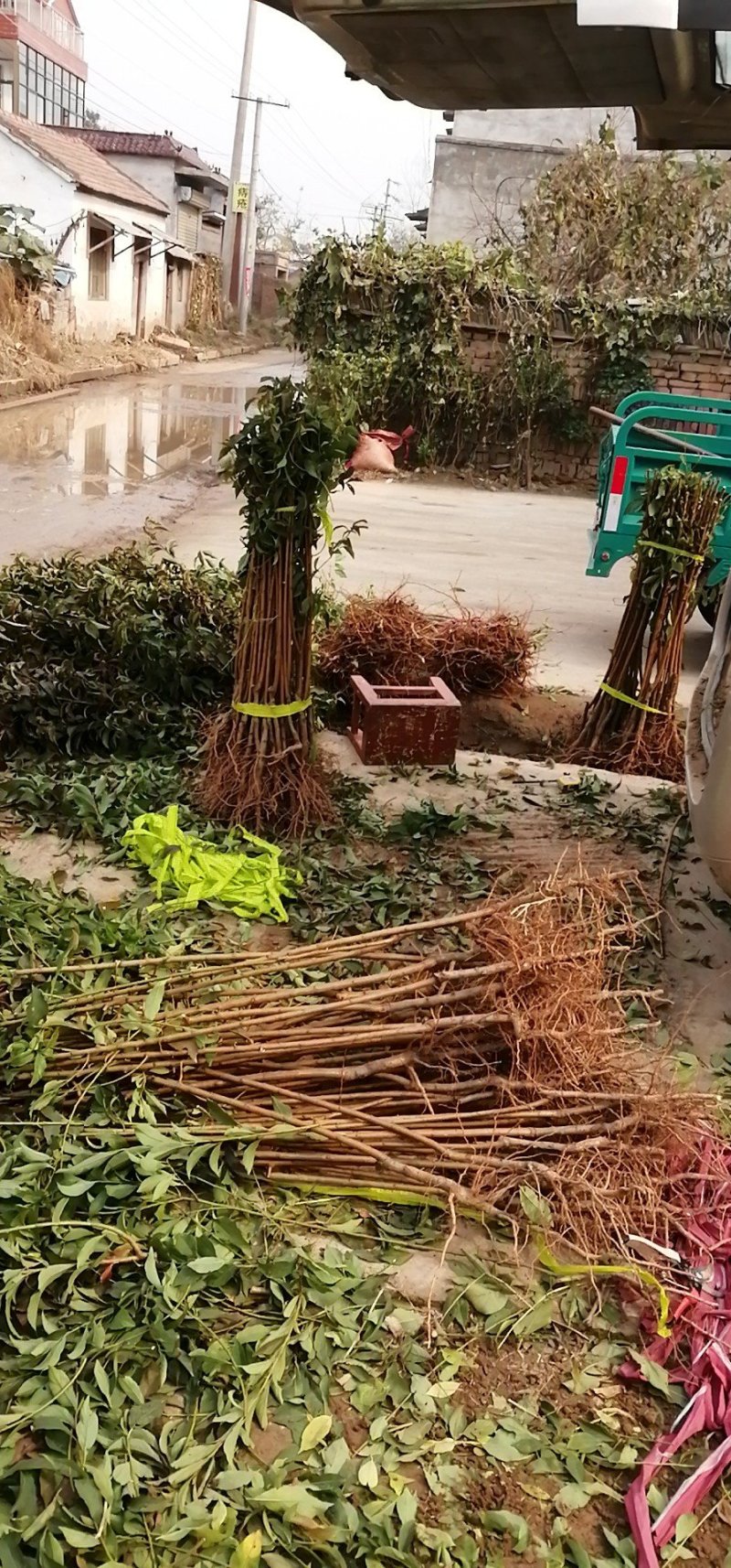 蜂糖青脆李子树苗，基地直供，包技术指导，可签定合同