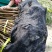 蜂糖青脆李子树苗，基地直供，包技术指导，可签定合同