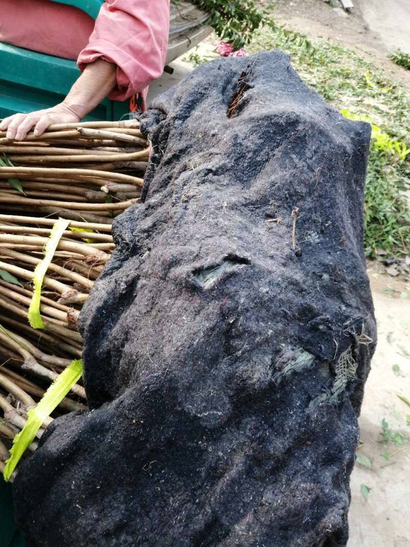 蜂糖青脆李子树苗，基地直供，包技术指导，可签定合同