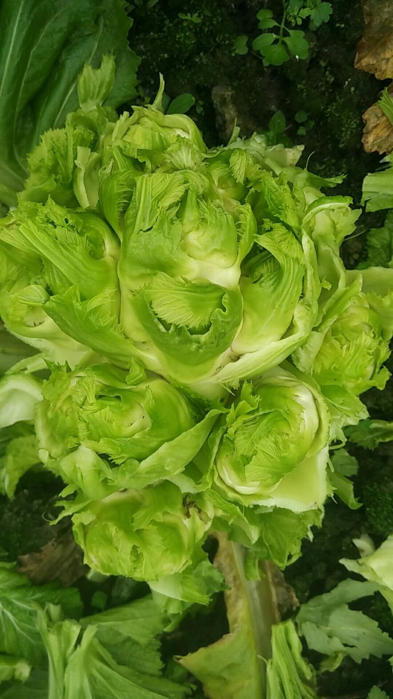 儿菜40亩早儿菜，40亩中早熟