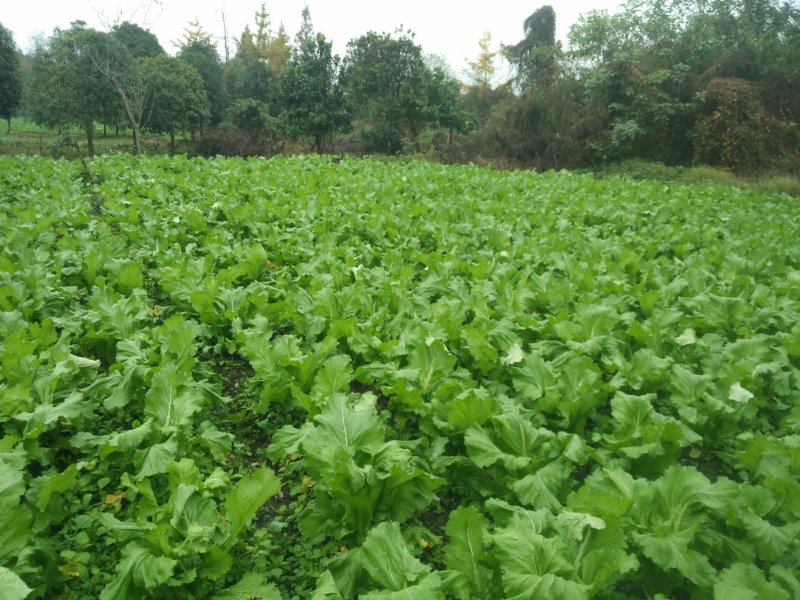 儿菜40亩早儿菜，40亩中早熟