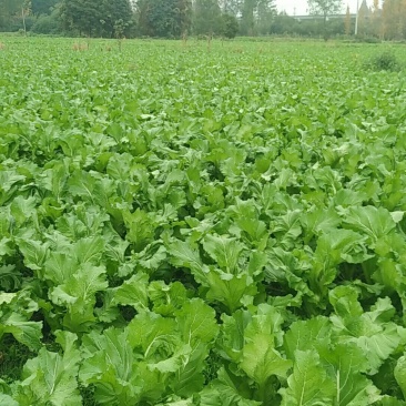 儿菜40亩早儿菜，40亩中早熟