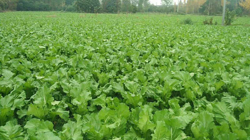 儿菜40亩早儿菜，40亩中早熟