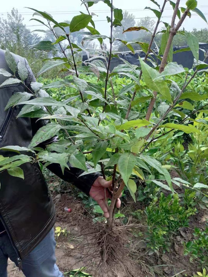 腊梅盆栽苗地栽苗