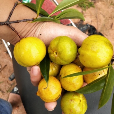 山竹苗黄金岭南山竹嫁接苗当年种植，当年结果。