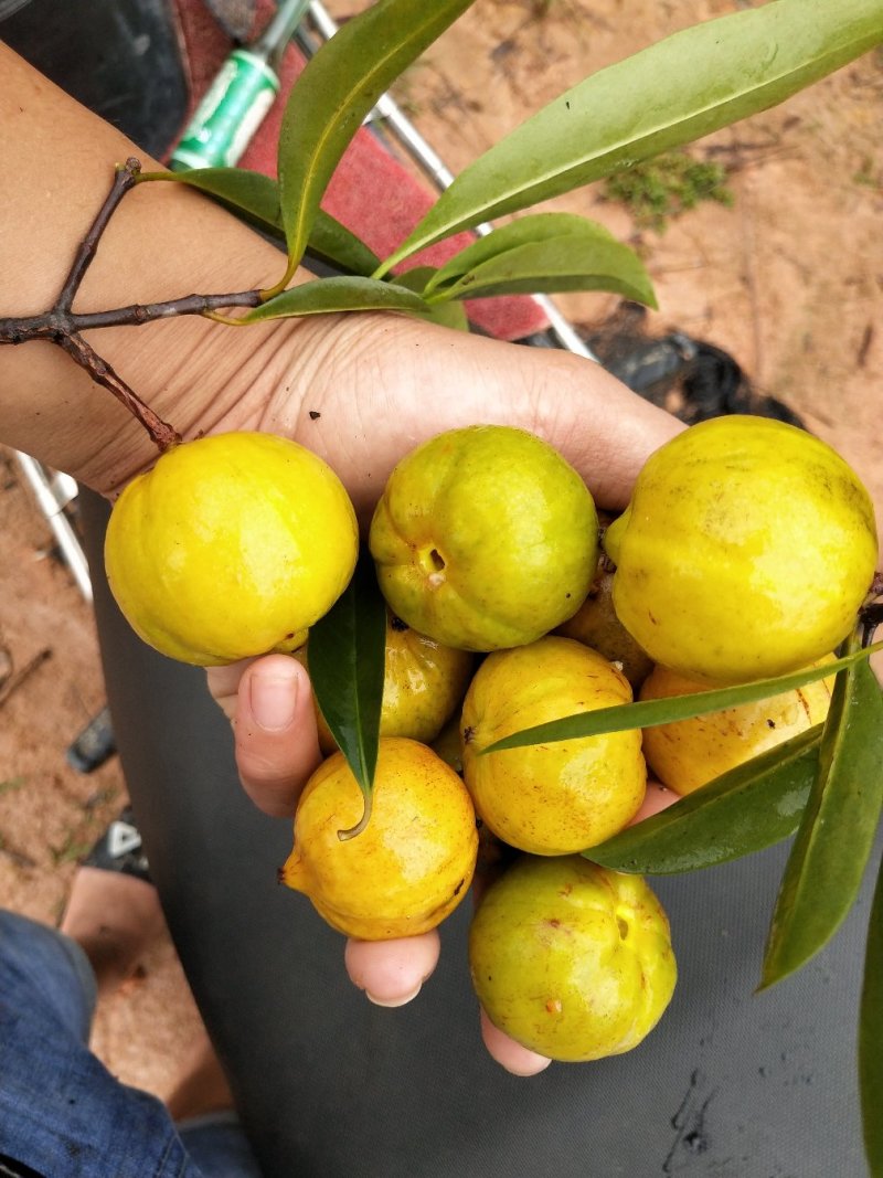 山竹苗黄金岭南山竹嫁接苗当年种植，当年结果。