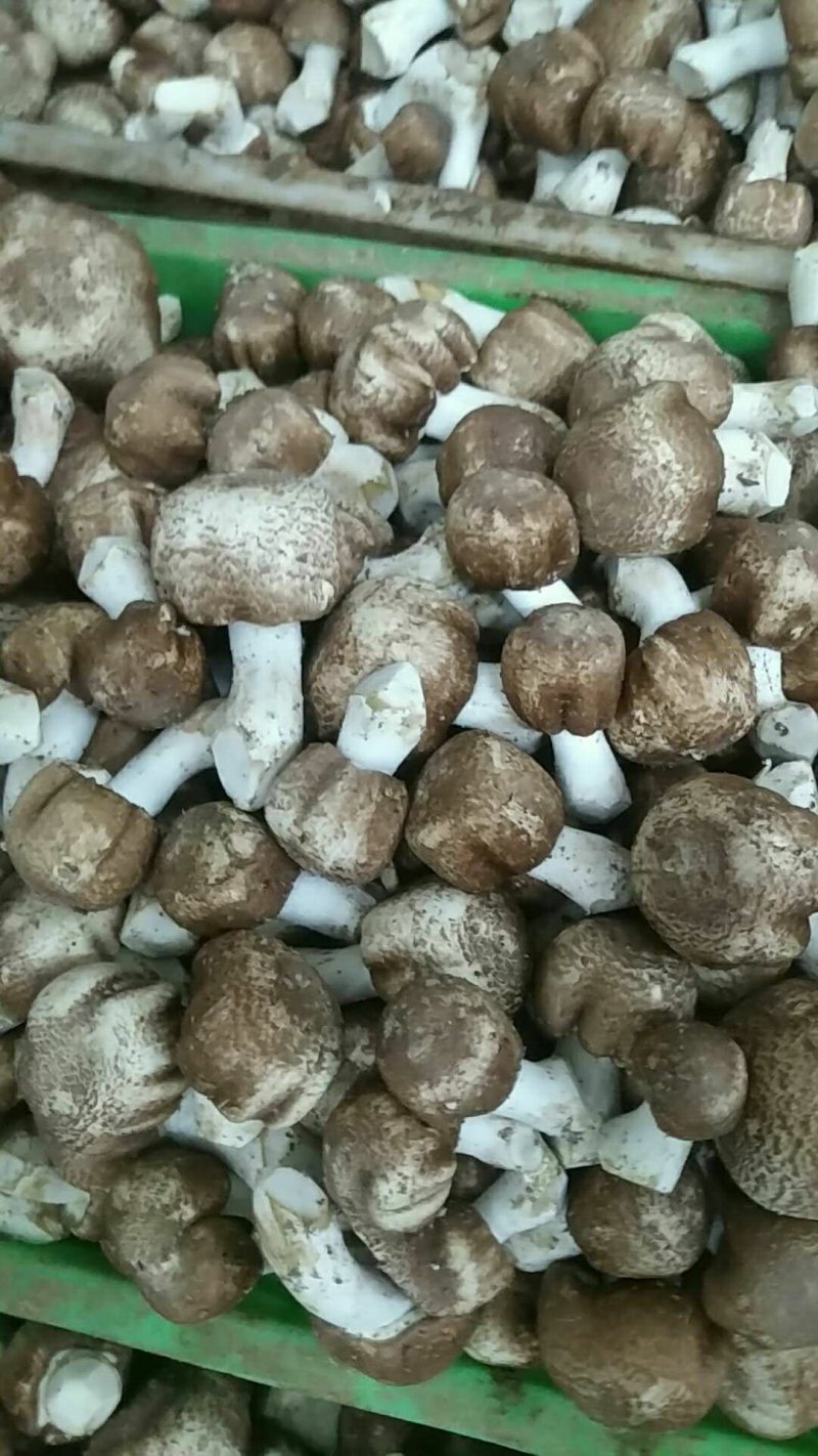 姬松茸