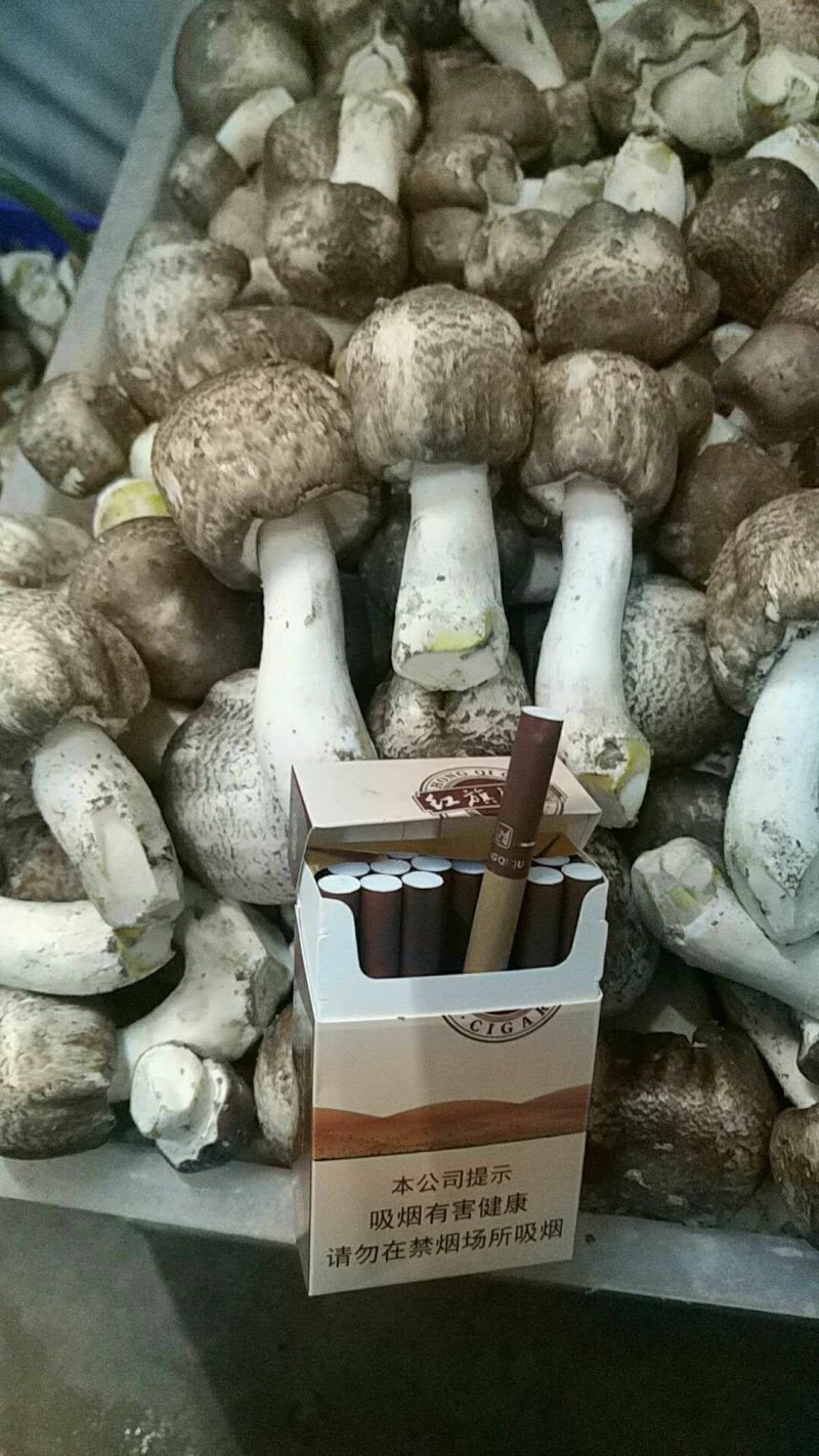 姬松茸