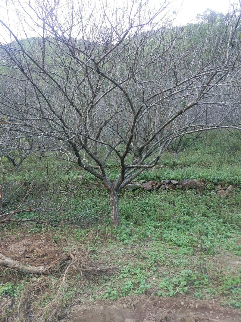 青梅树