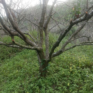 青梅树