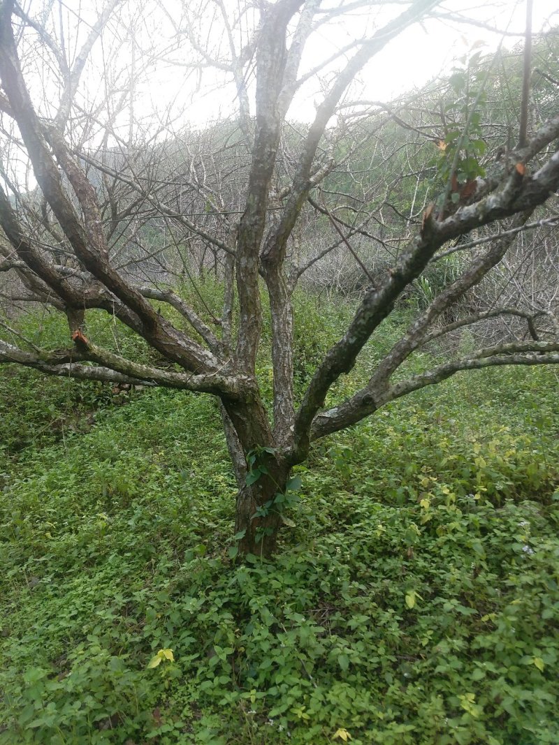 青梅树