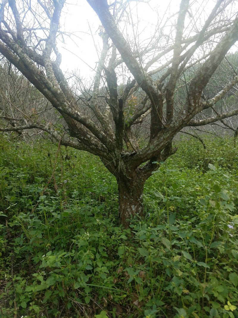 青梅树