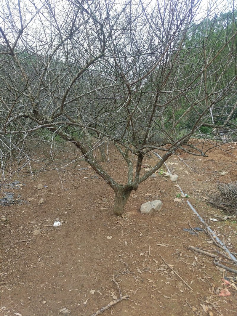 青梅树