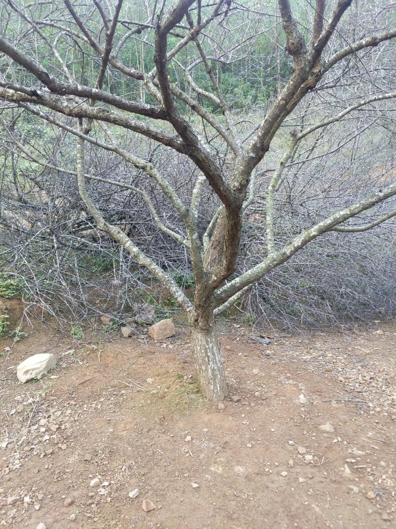 青梅树