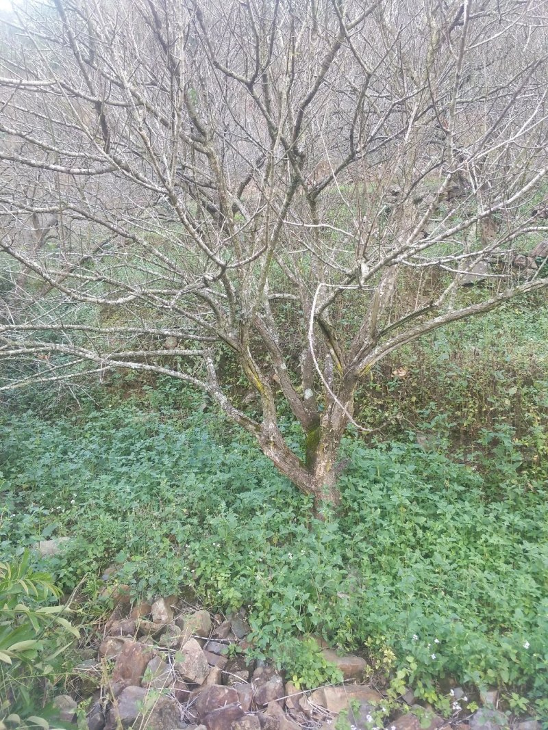 青梅树