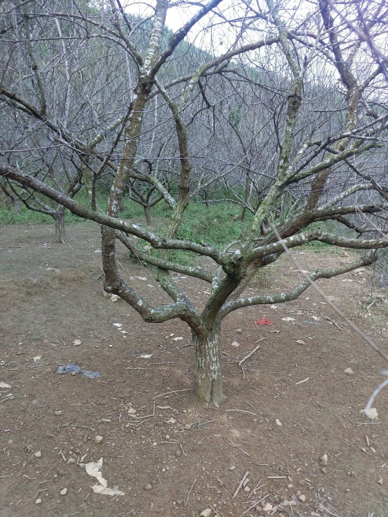 青梅树