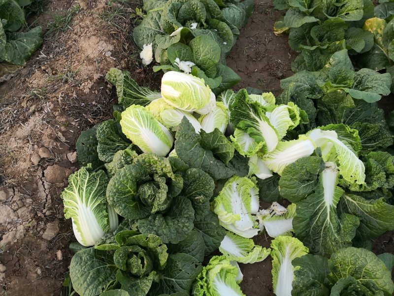 陕西蒲城娃娃菜上市个头小颜色绿质量好价格合适