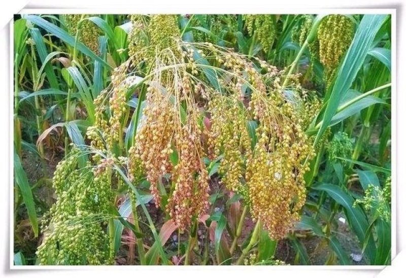 大黄米又称软黄米，货真价实！！！！
