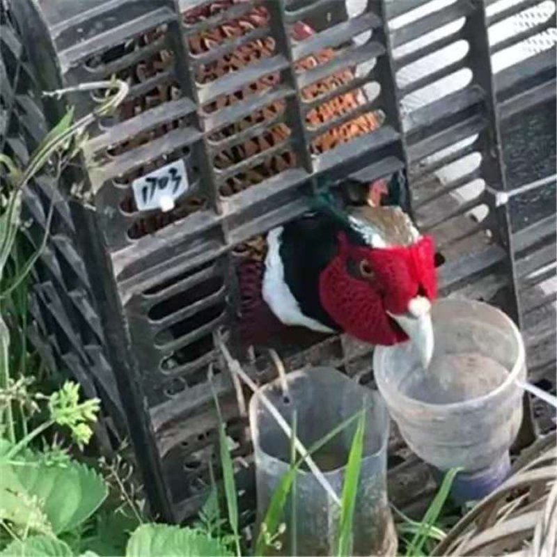 家养七彩山鸡散养五谷杂粮喂养的野鸡可视频看货场地直供