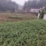 刺梨苗量大从优