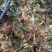 石菖蒲种苗，寻找种植大户