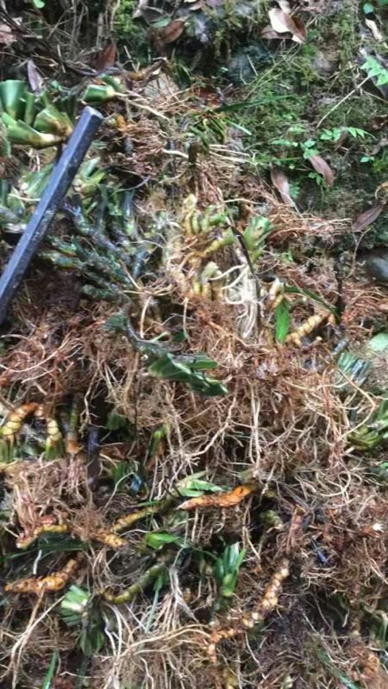 石菖蒲种苗，寻找种植大户