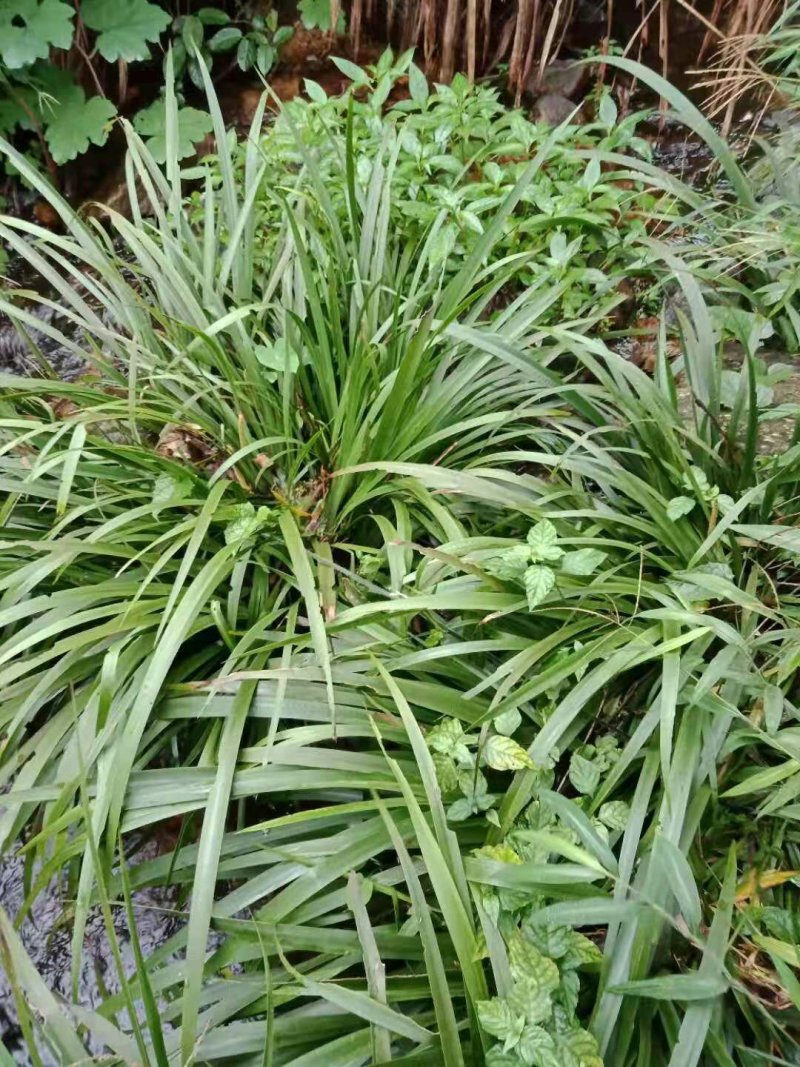 石菖蒲种苗，寻找种植大户