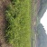刺梨苗