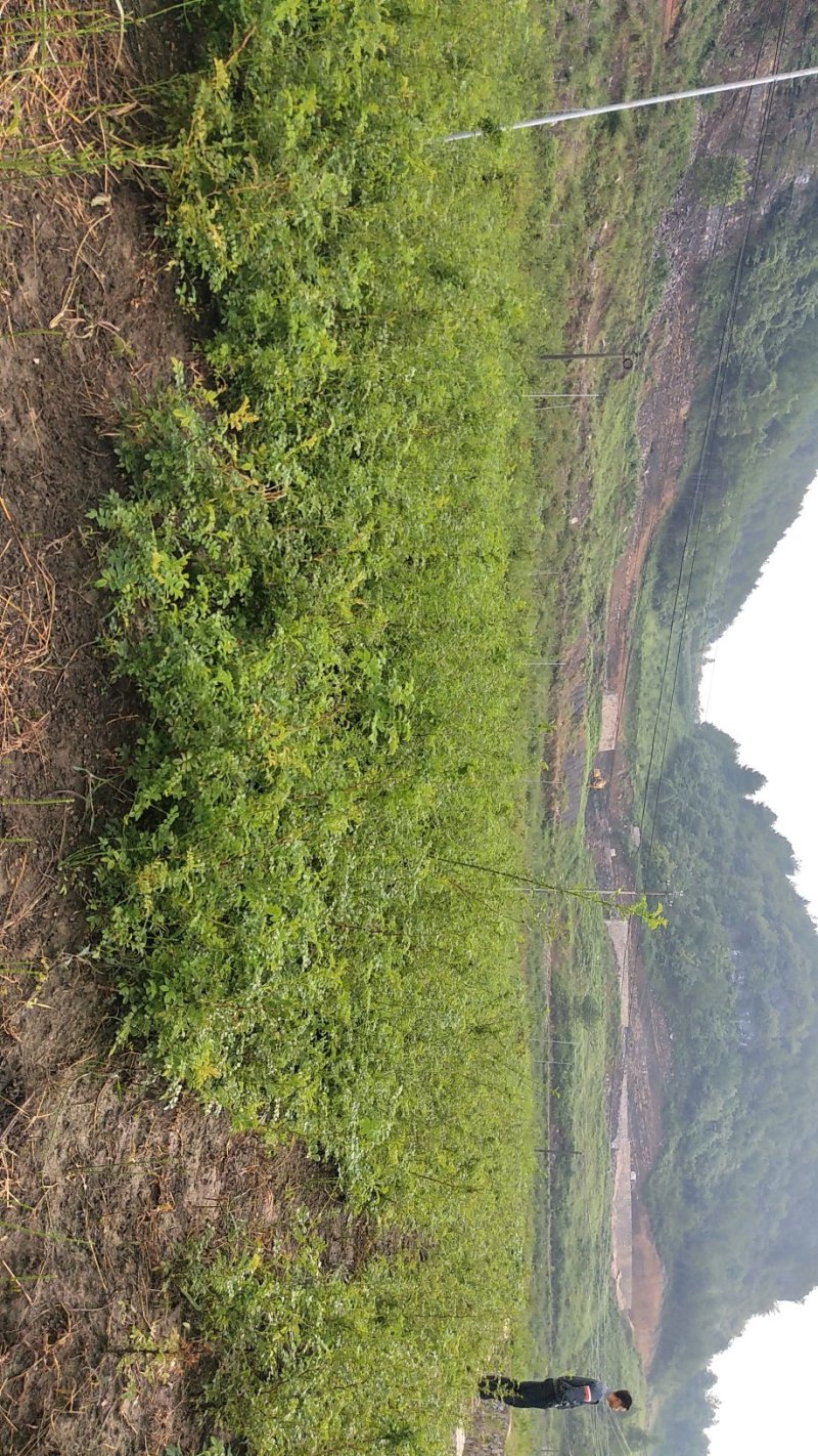 刺梨苗