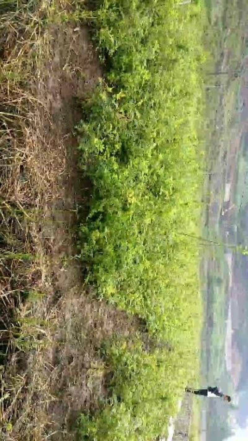 刺梨苗