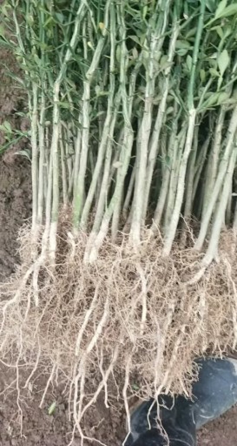 枳壳苗、枳壳大苗、枳壳小苗枸橘苗保湿发货包邮