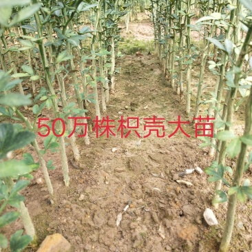 枳壳苗、枳壳大苗、枳壳小苗枸橘苗保湿发货包邮